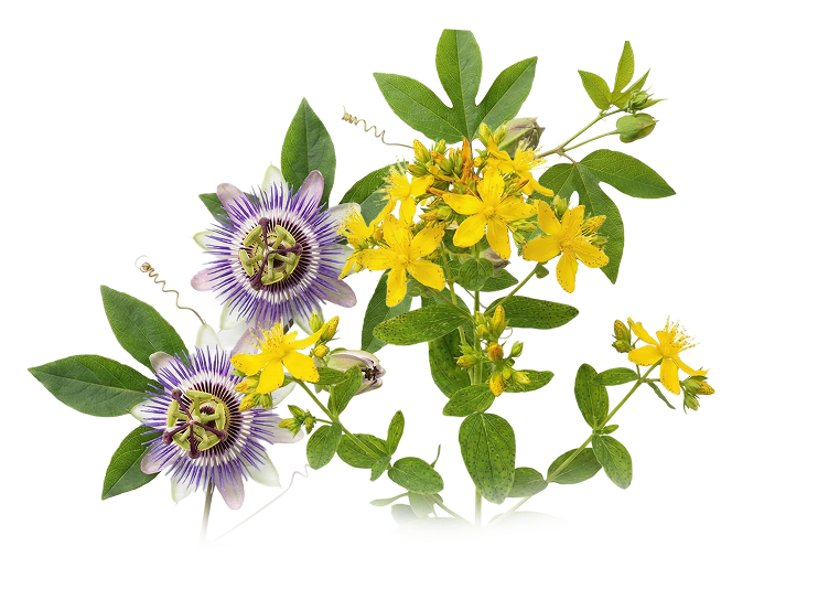 Passion Flower
